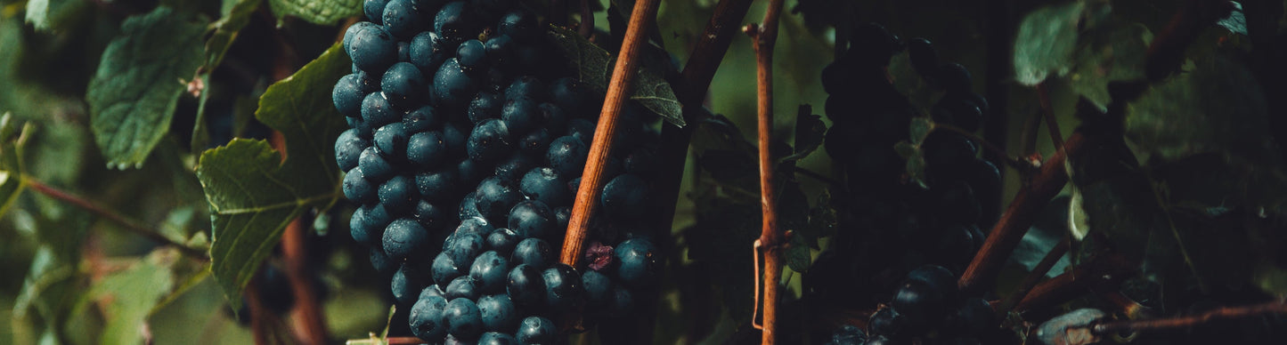 Close-up of dark grapes on a vine with green leaves