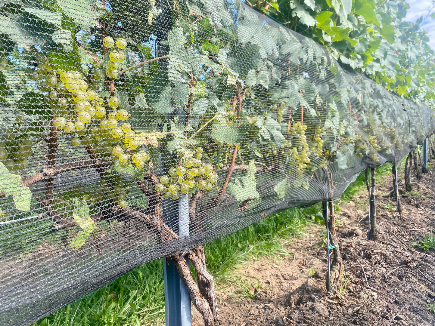 Chardonnay is almost ready!