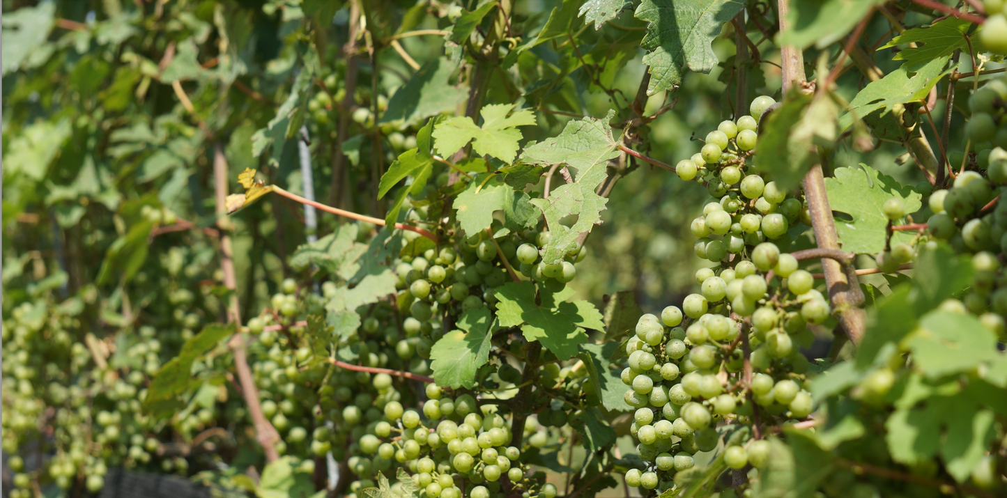 Waiting for the perfect harvest. We planted an additional acre mix of Petit Verdot, Merlot, and Chardonnay this season, so the young vines are benefiting from the rain