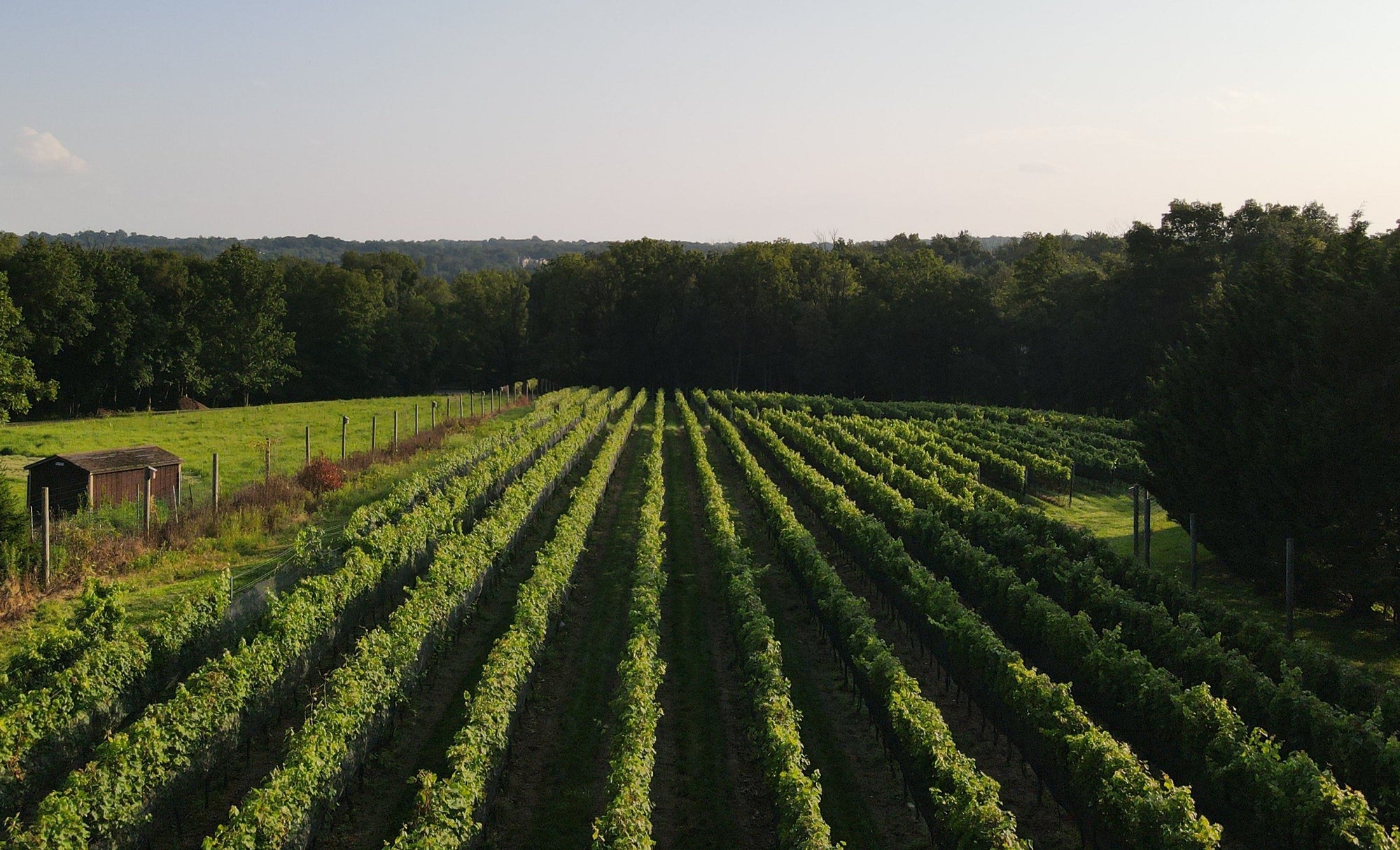 Vineyard with rows of grapevines under a clear sky